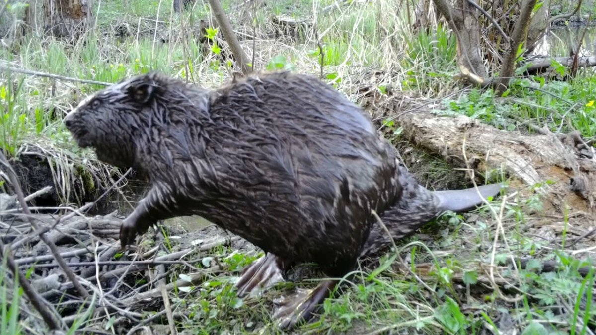 Национальный парк Башкирия животные