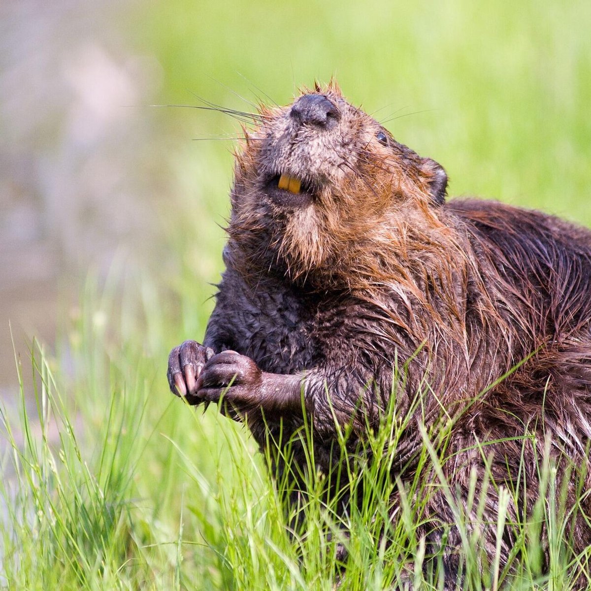 Фото Бобров