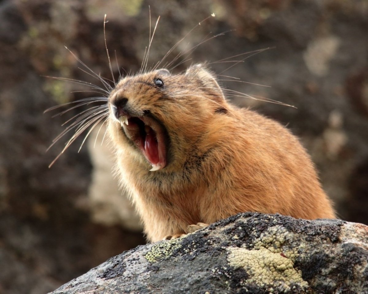 Северная пищуха