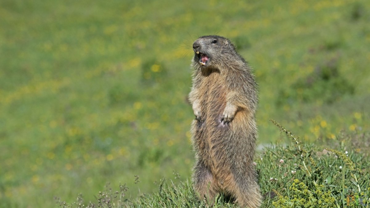 Альпийский сурок (Байбак)