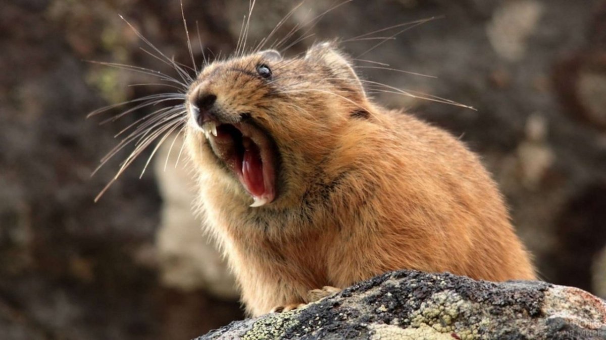 Северная пищуха