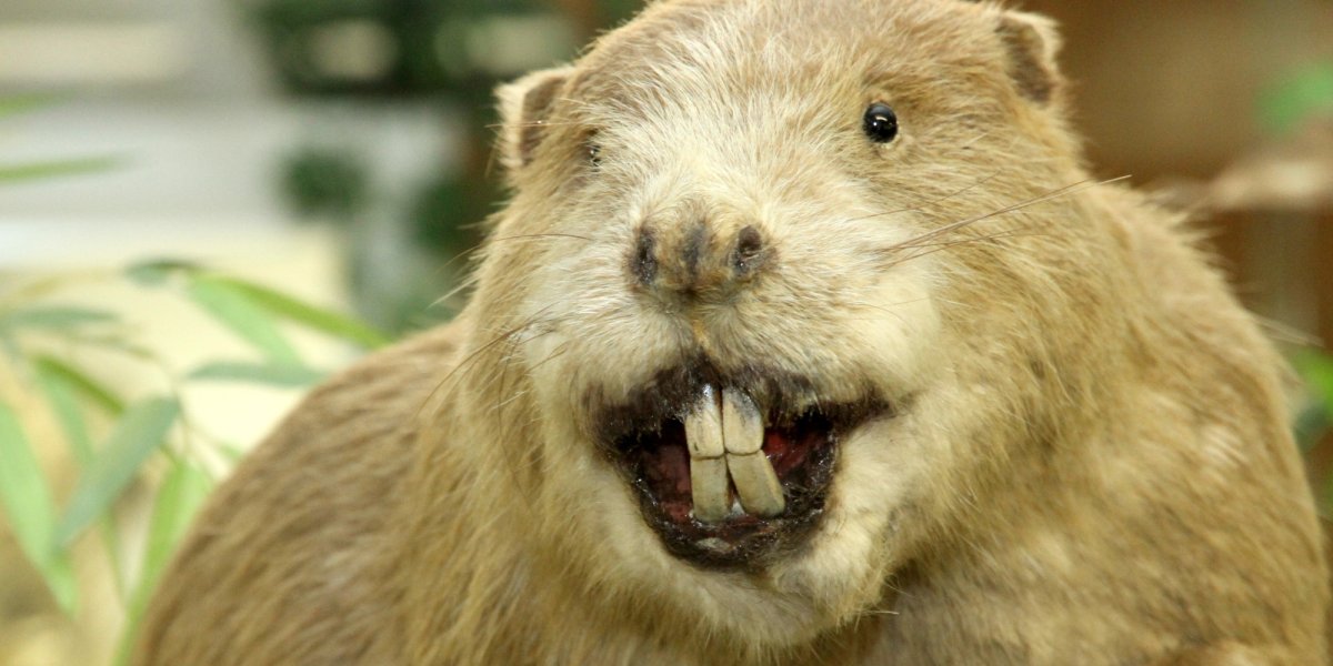 Обыкновенный Бобр