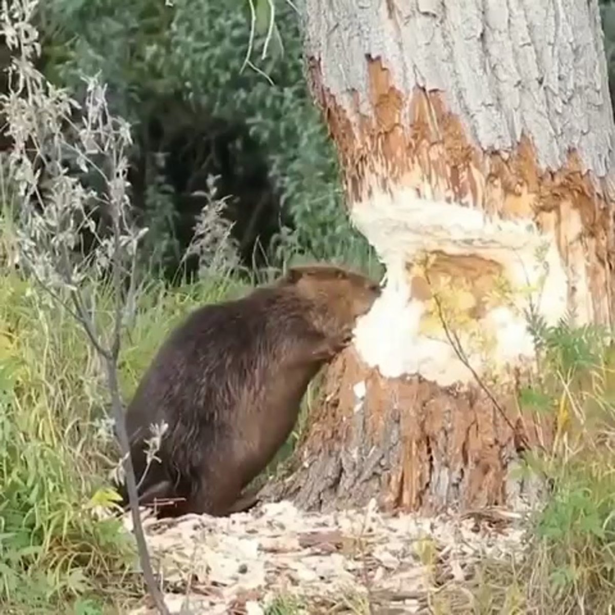 Бобер грызет дерево