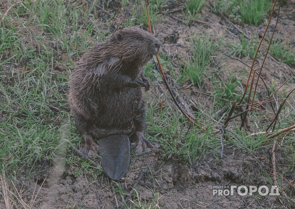 Бобры подгрызают деревья