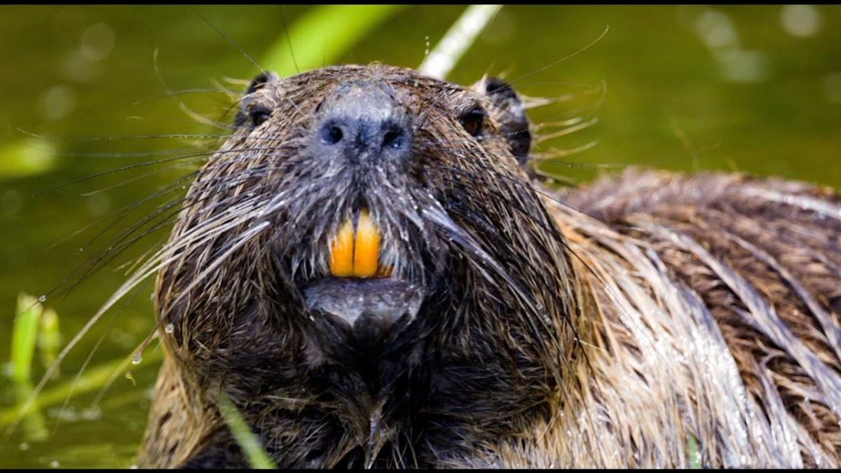 Бобер инженер