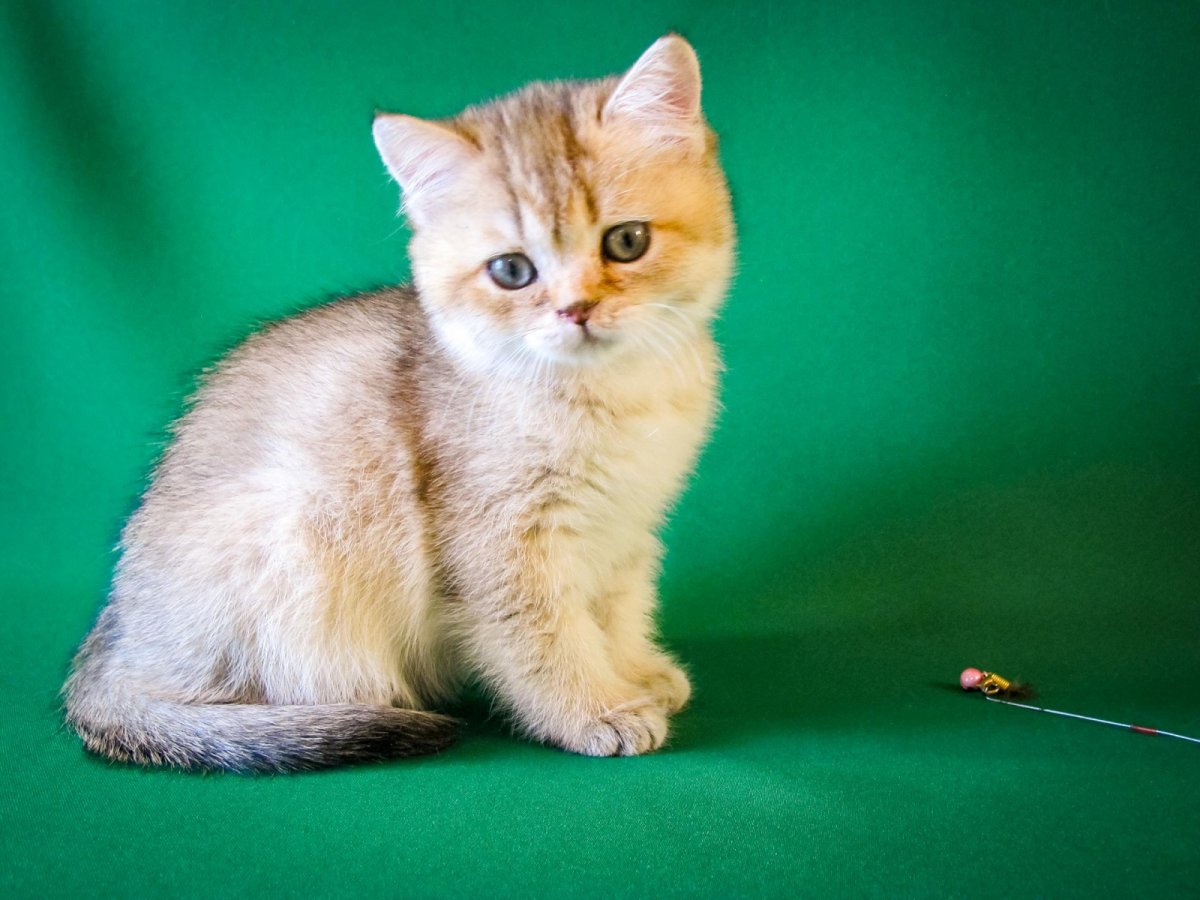 Шотландская страйт Золотая тикированная