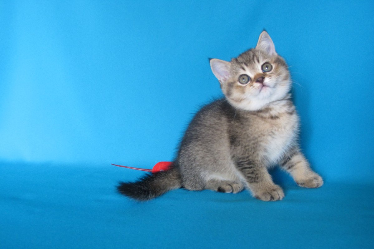 Британец табби Браун тикированный