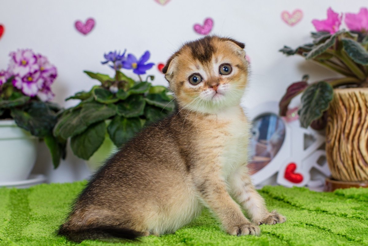 Шотландская вислоухая шиншилла тикированная