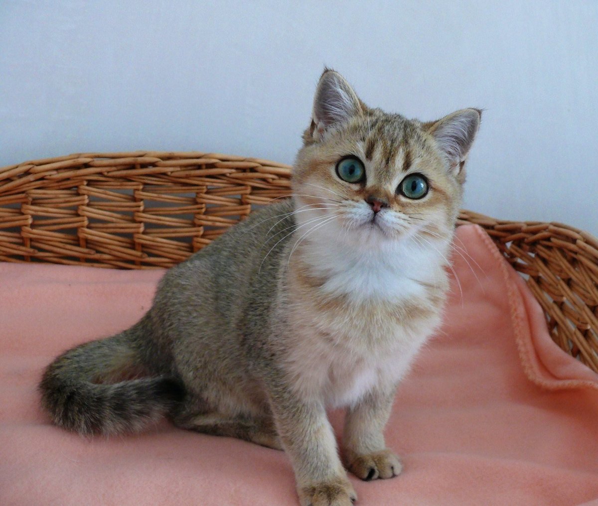 Британская шиншилла Золотая тикированная