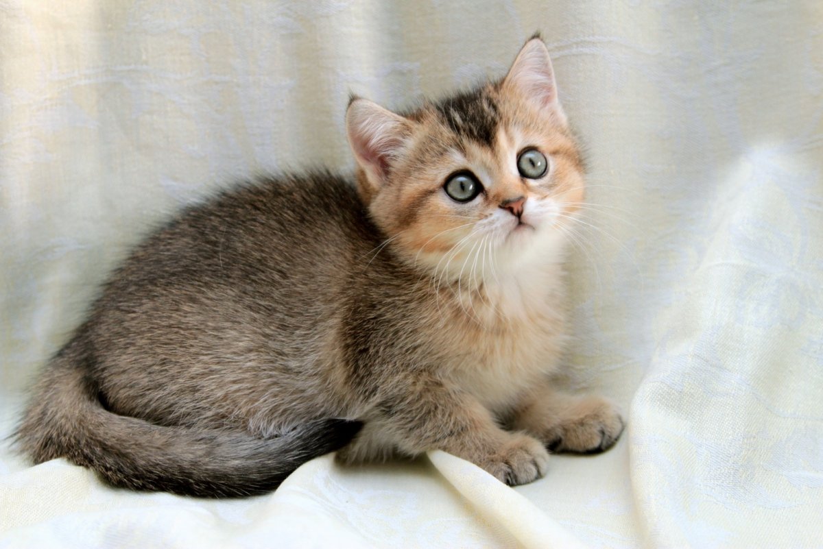 Британские тикированные котята