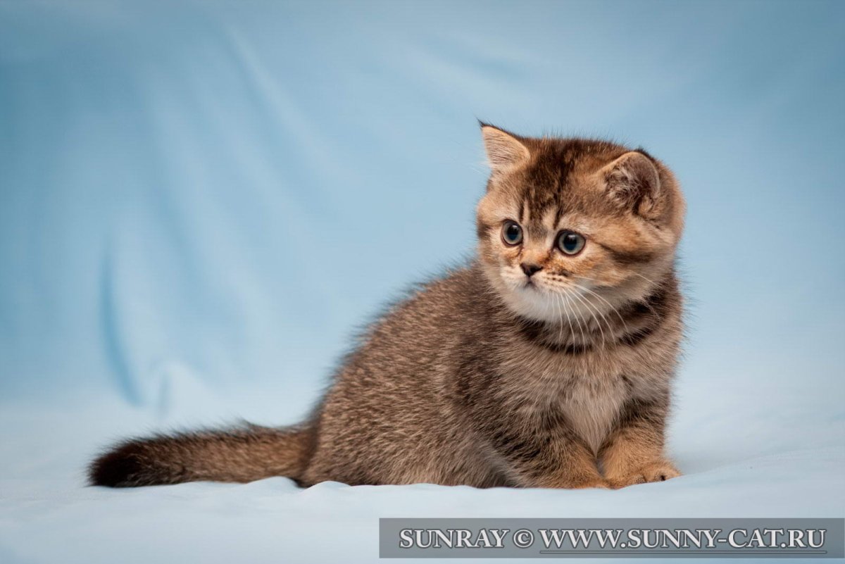 Золотые тикированные Шотландские шиншиллы