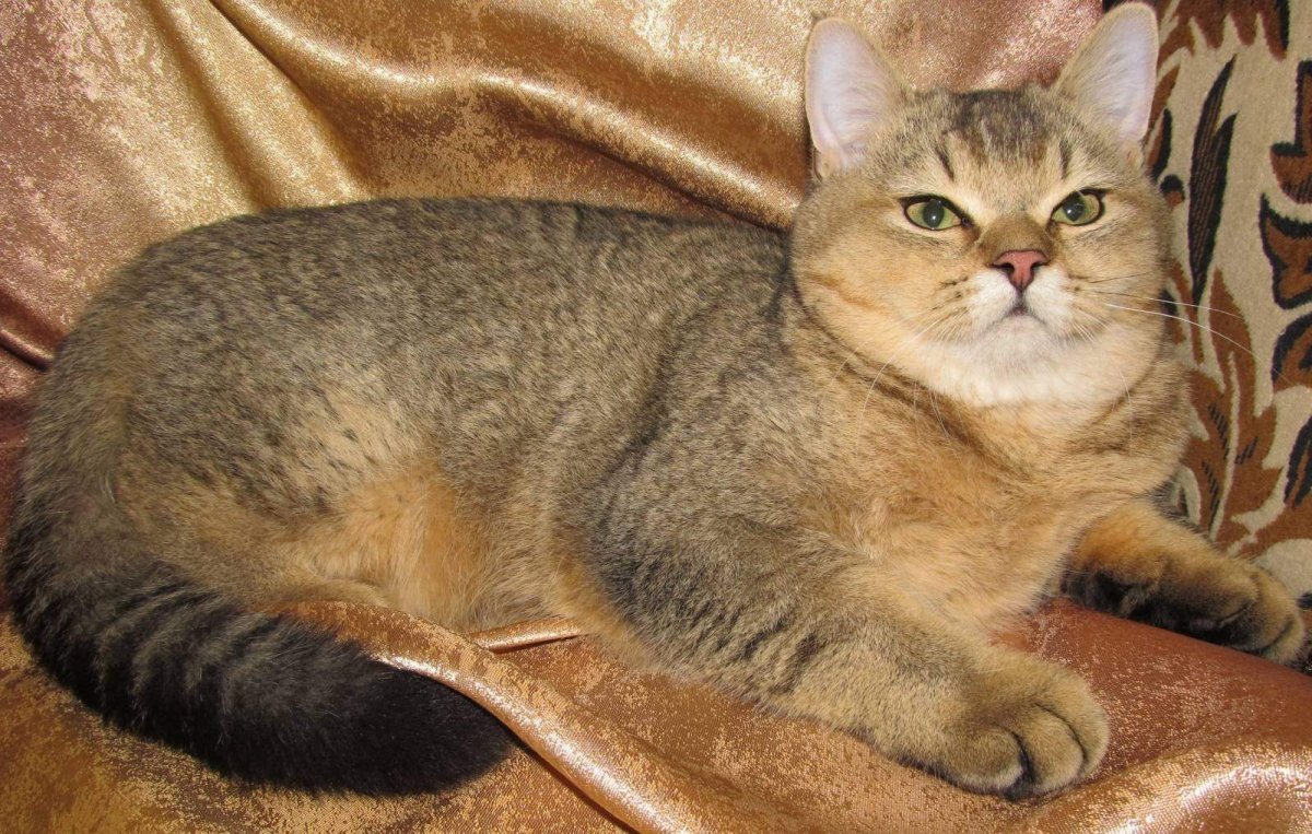 Золотая тикированная Шотландская кошка