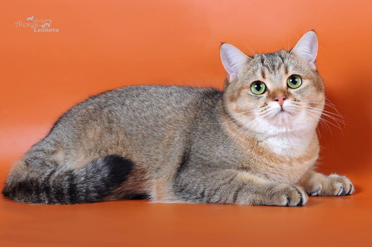 Sfs71 Шотландская