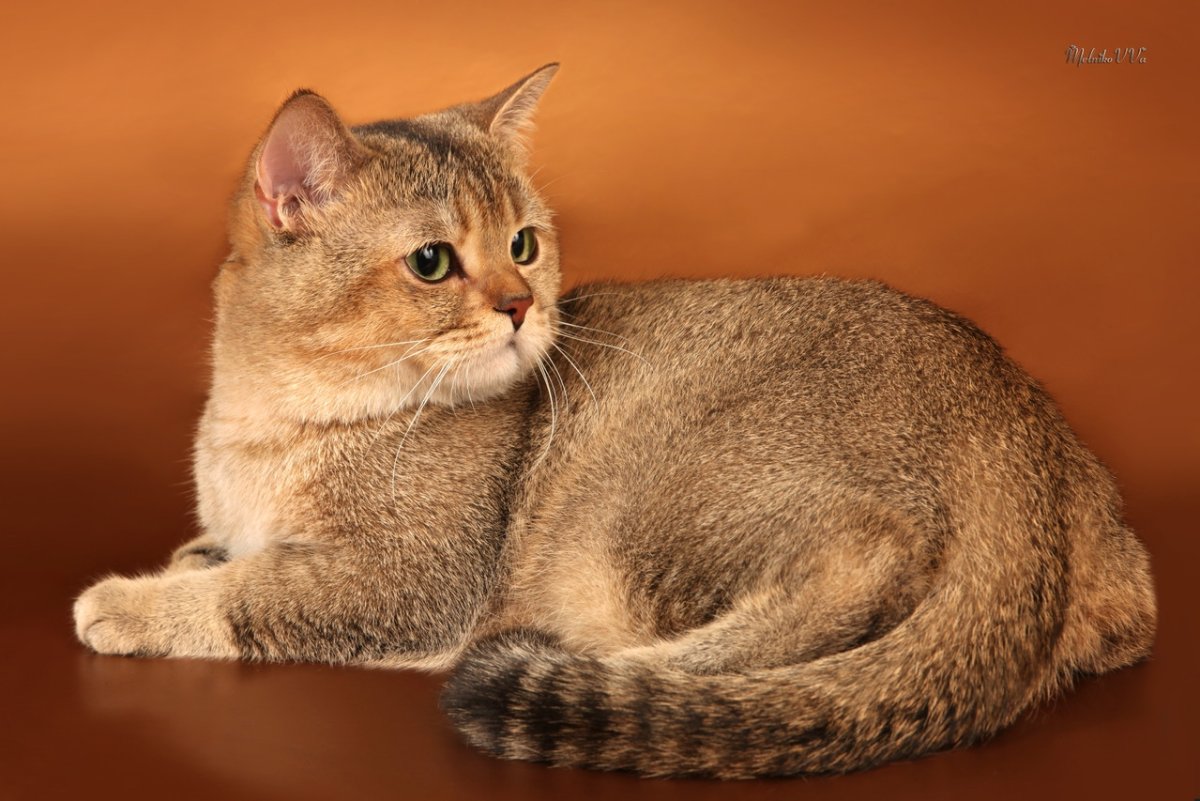 Золотая тикированная шиншилла ny25