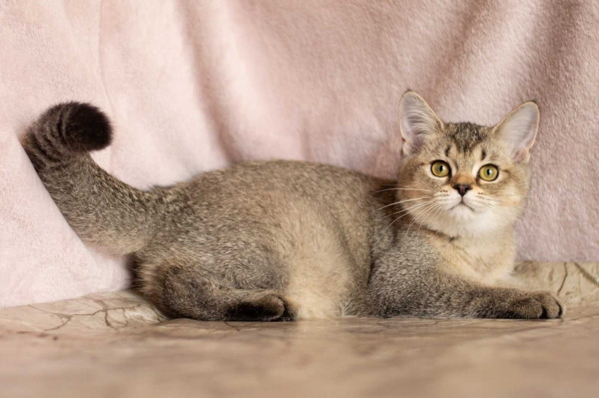 Шотландский тикированный кот