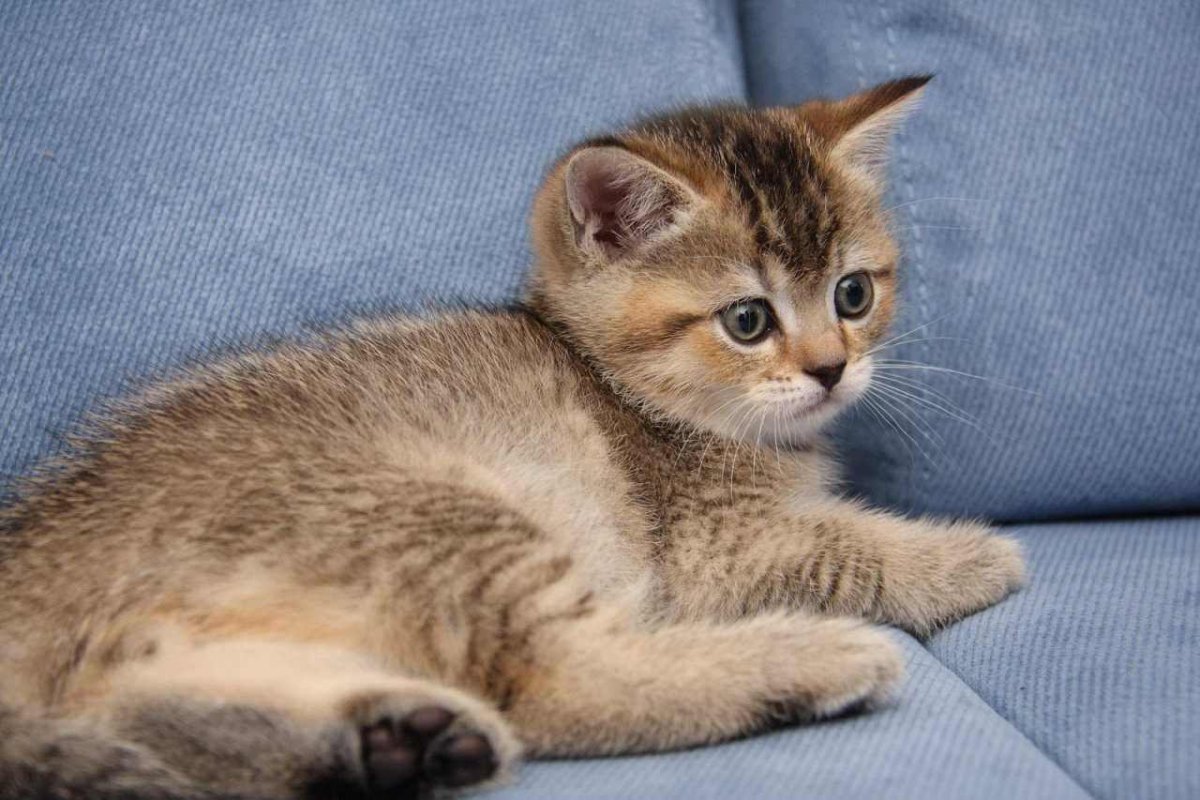 Шотландская тикированная шиншилла