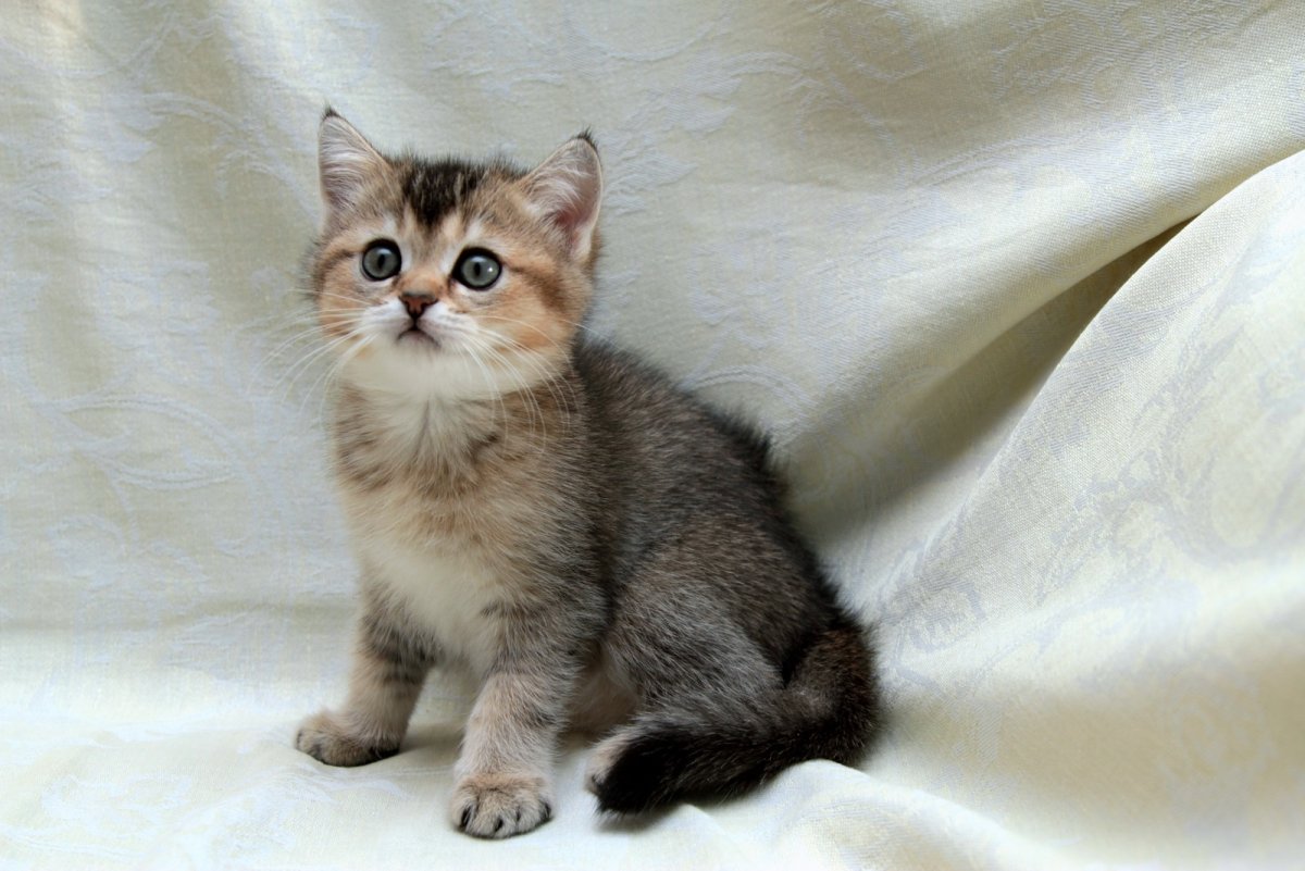 Черно Золотая тикированная шиншилла