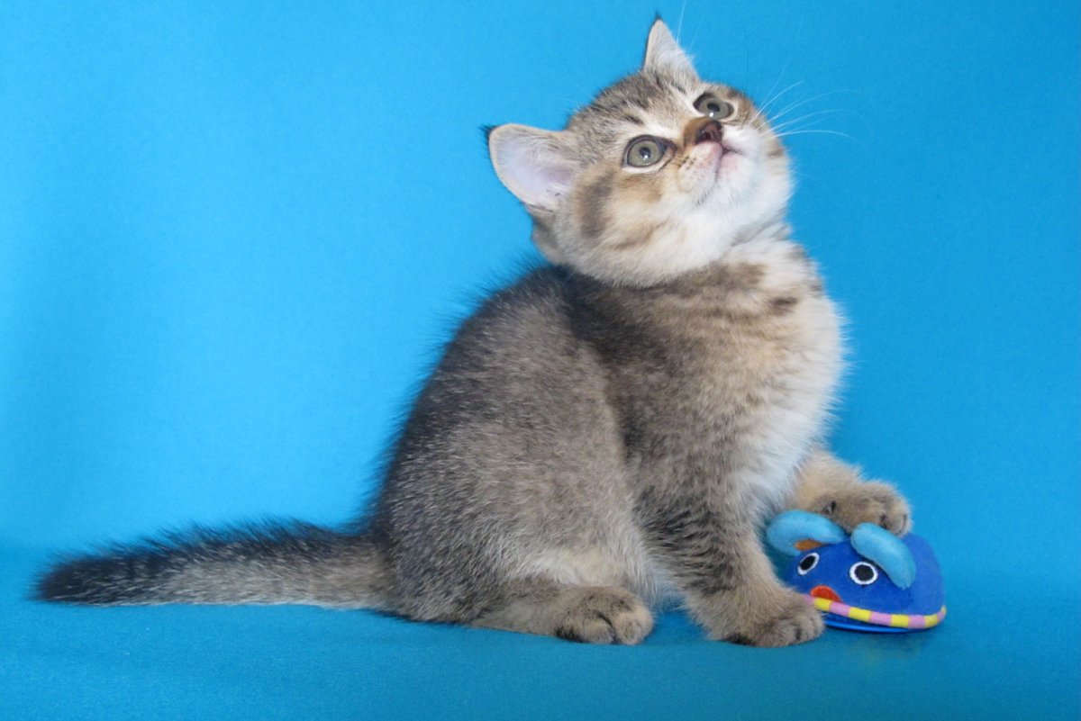 Тикированный табби британец