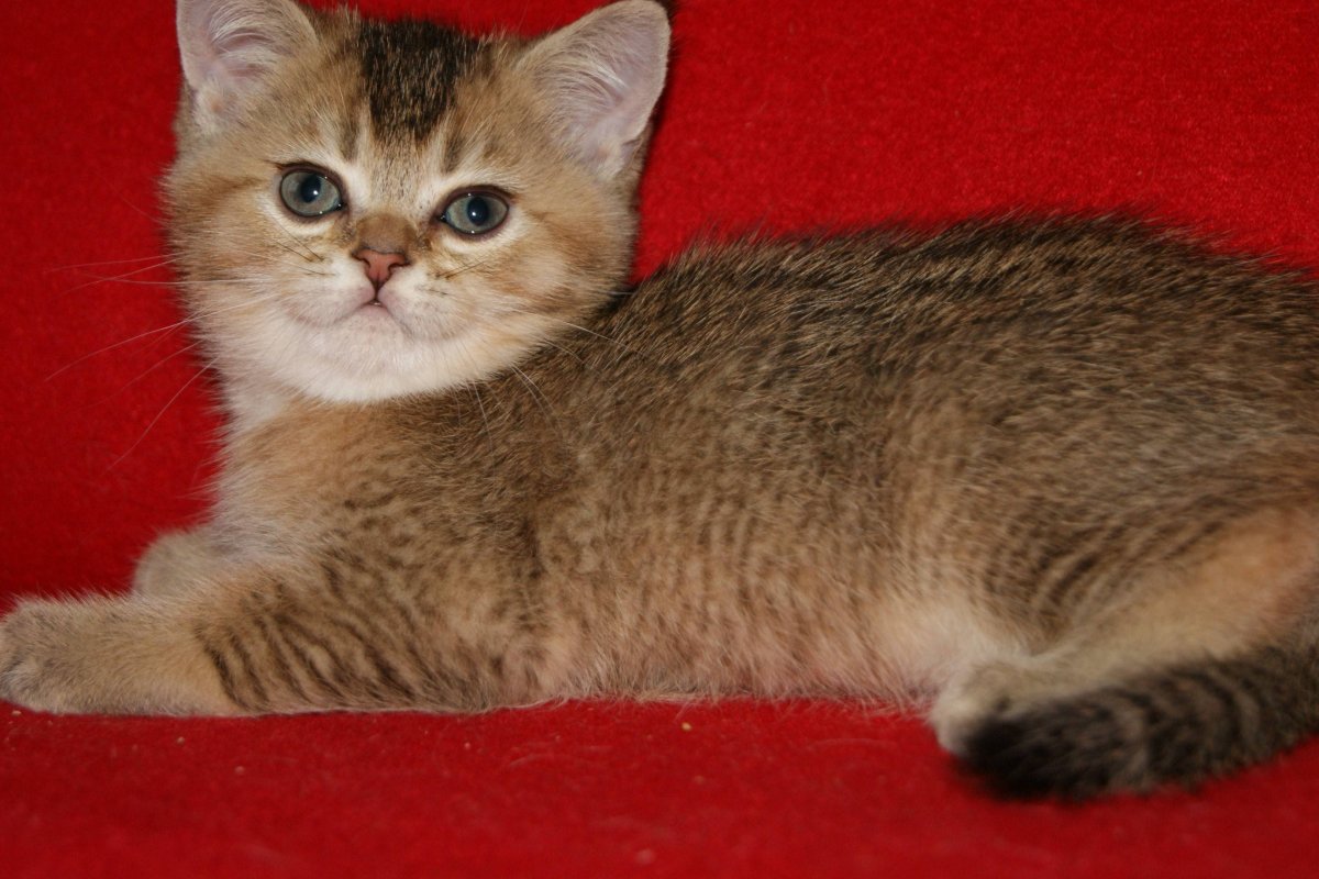 Шотландская страйт тикированная