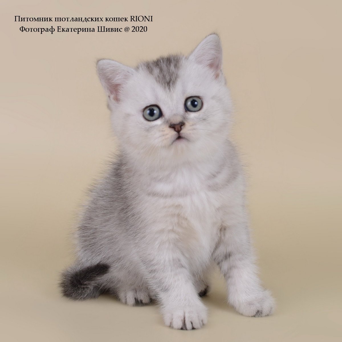 Шотландская кошка тикированная на серебре