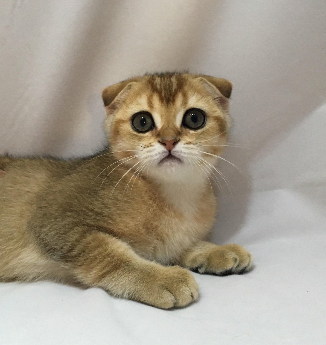 Скоттиш фолд Золотая шиншилла