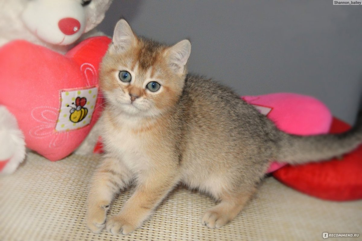 Скоттиш страйт тикированный окрас