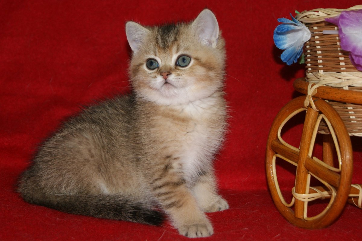 Шотландская Золотая тикированная шиншилла