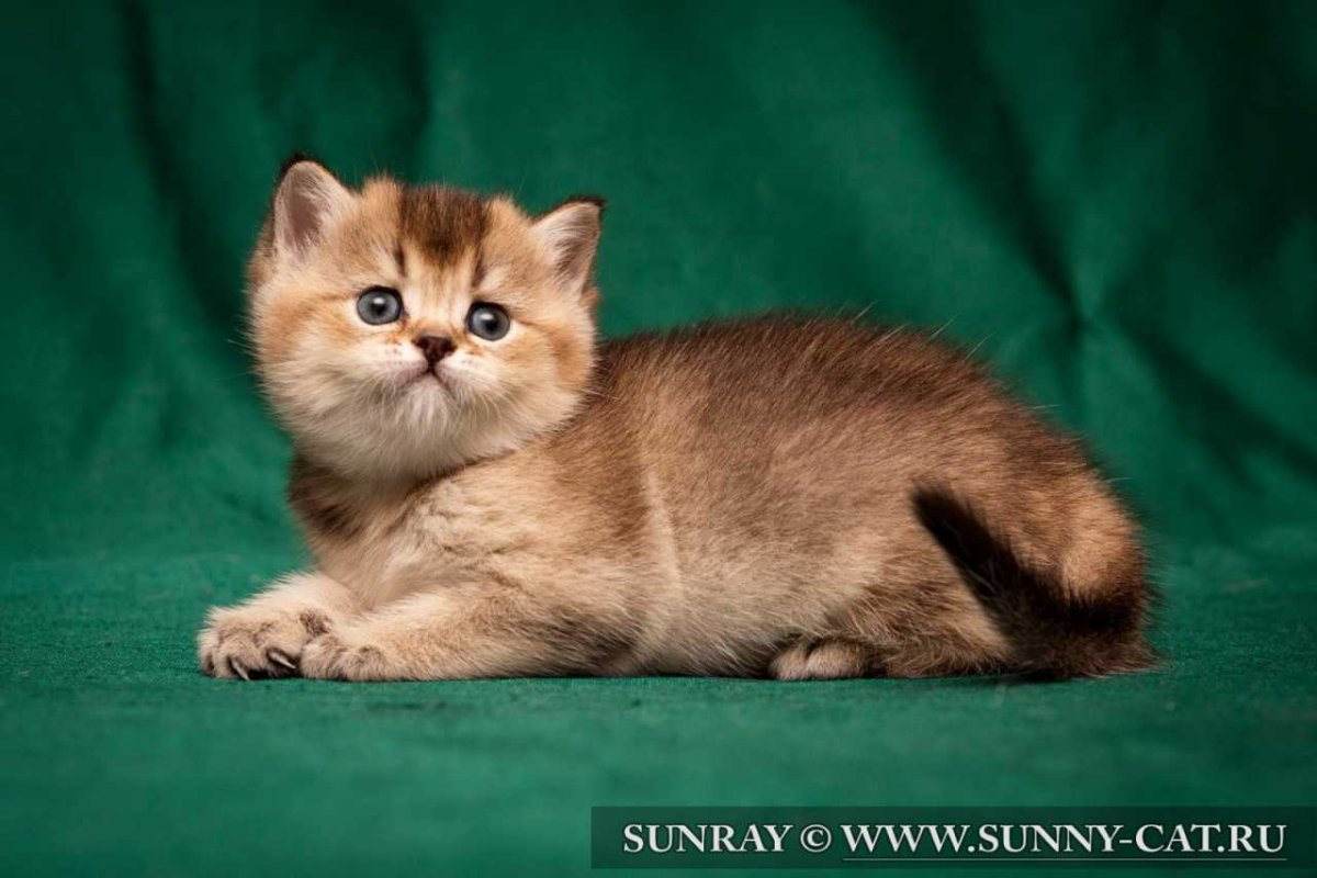 Шотландская Золотая тикированная шиншилла