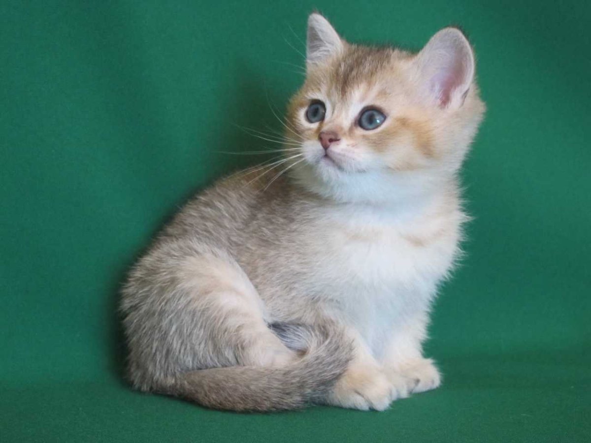 Ny25 золотой тикированный