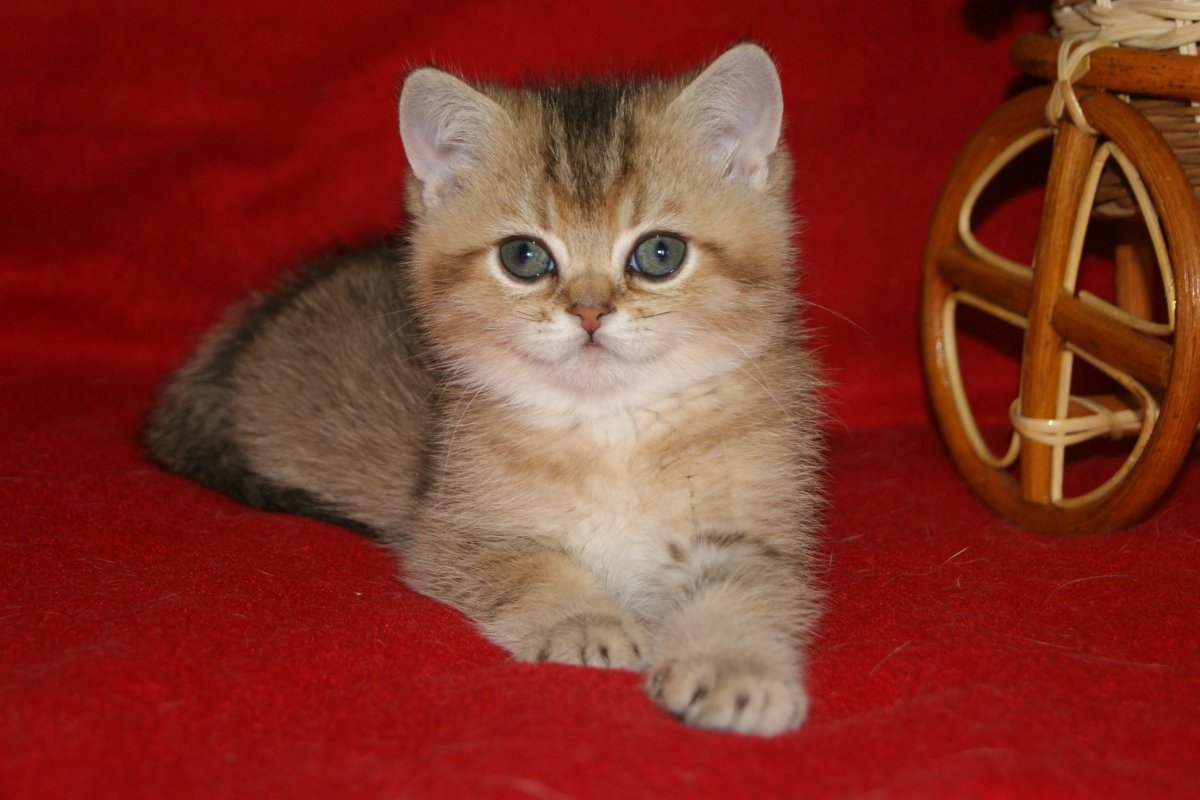 Золотая тикированная Шотландская кошка