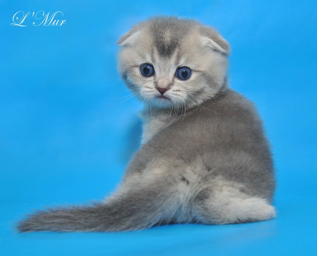 Шотландская вислоухая шиншилла тикированная