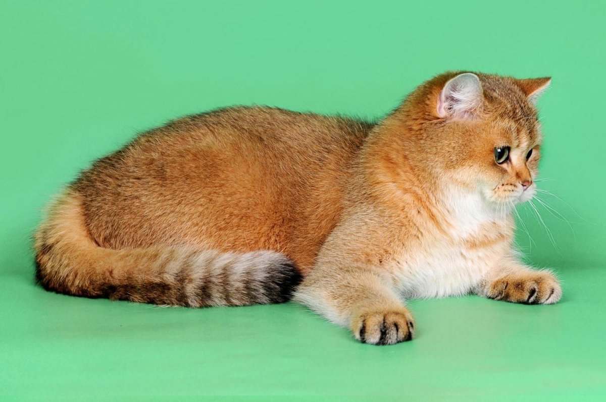 Золотая шиншилла тикированная Bri NY 25