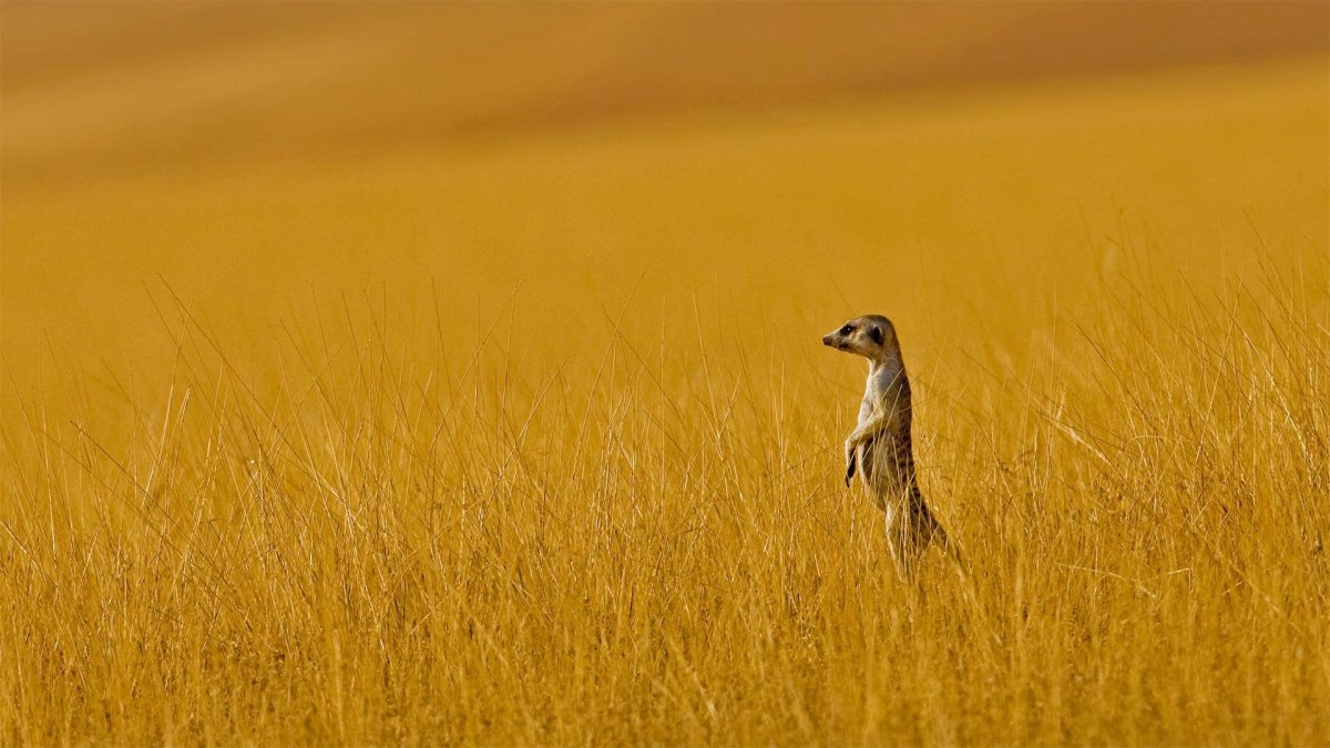 Картинки на рабочий стол сурикаты