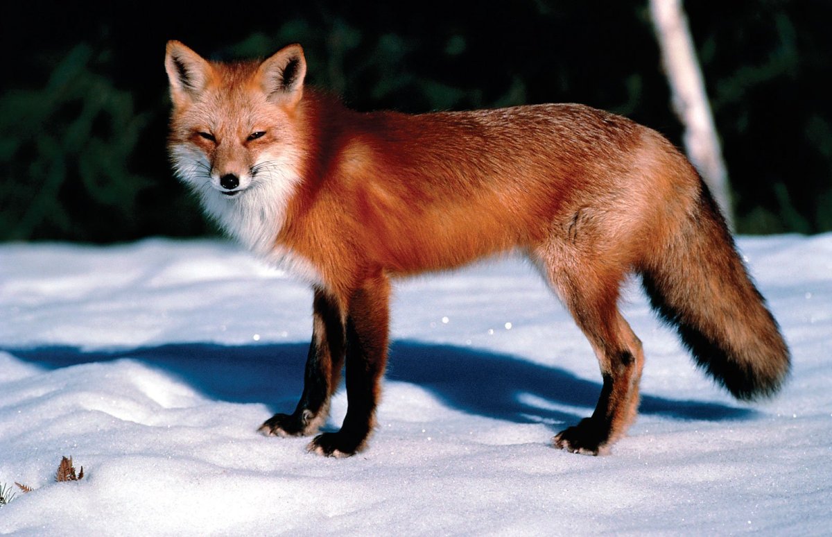 Всеядные животные степи