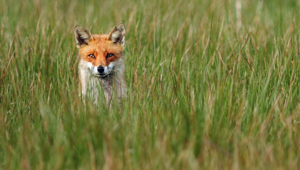 Животные лесостепи