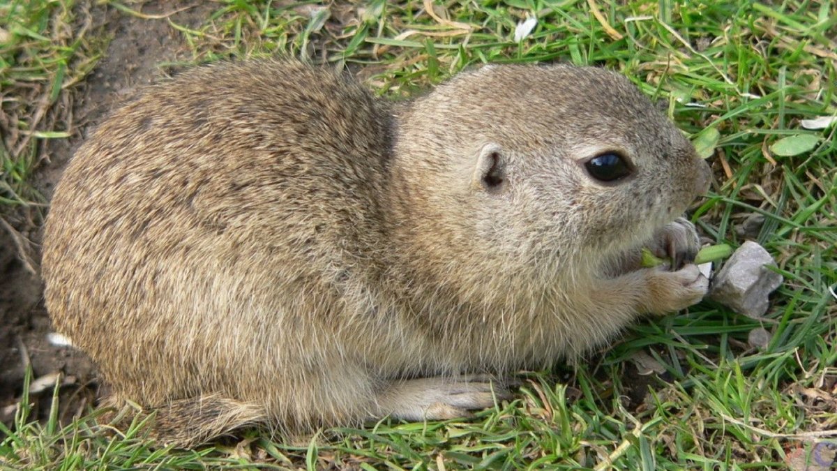 Крапчатый суслик