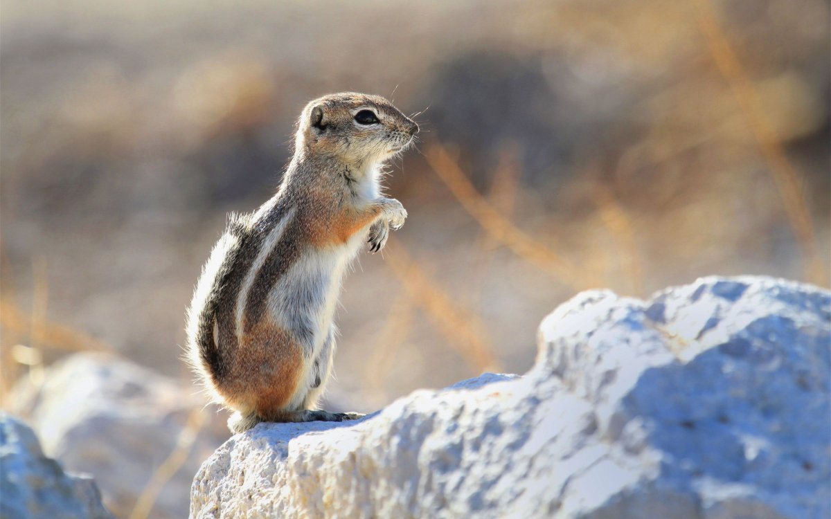 Каменный суслик
