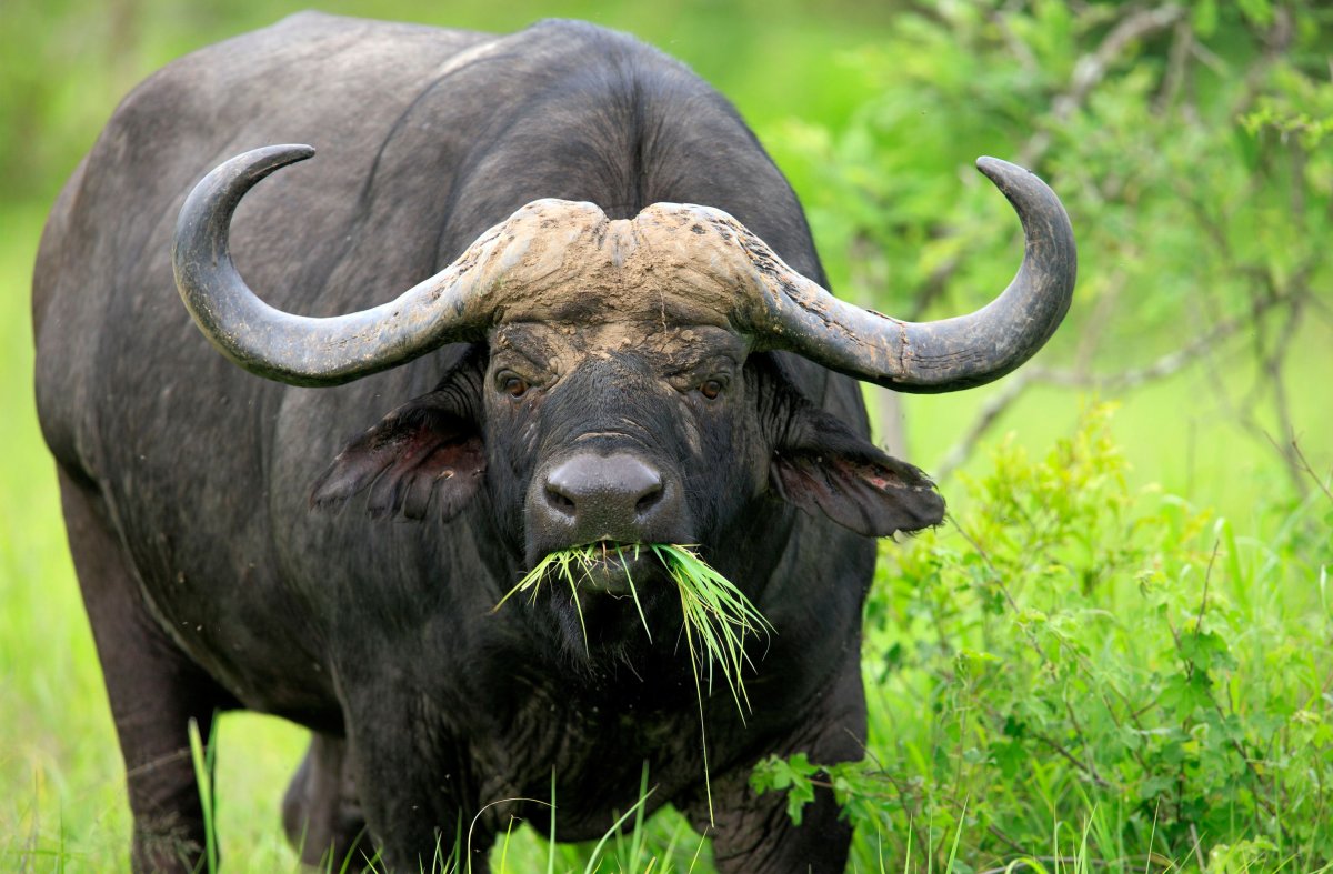 Буйвол ест траву