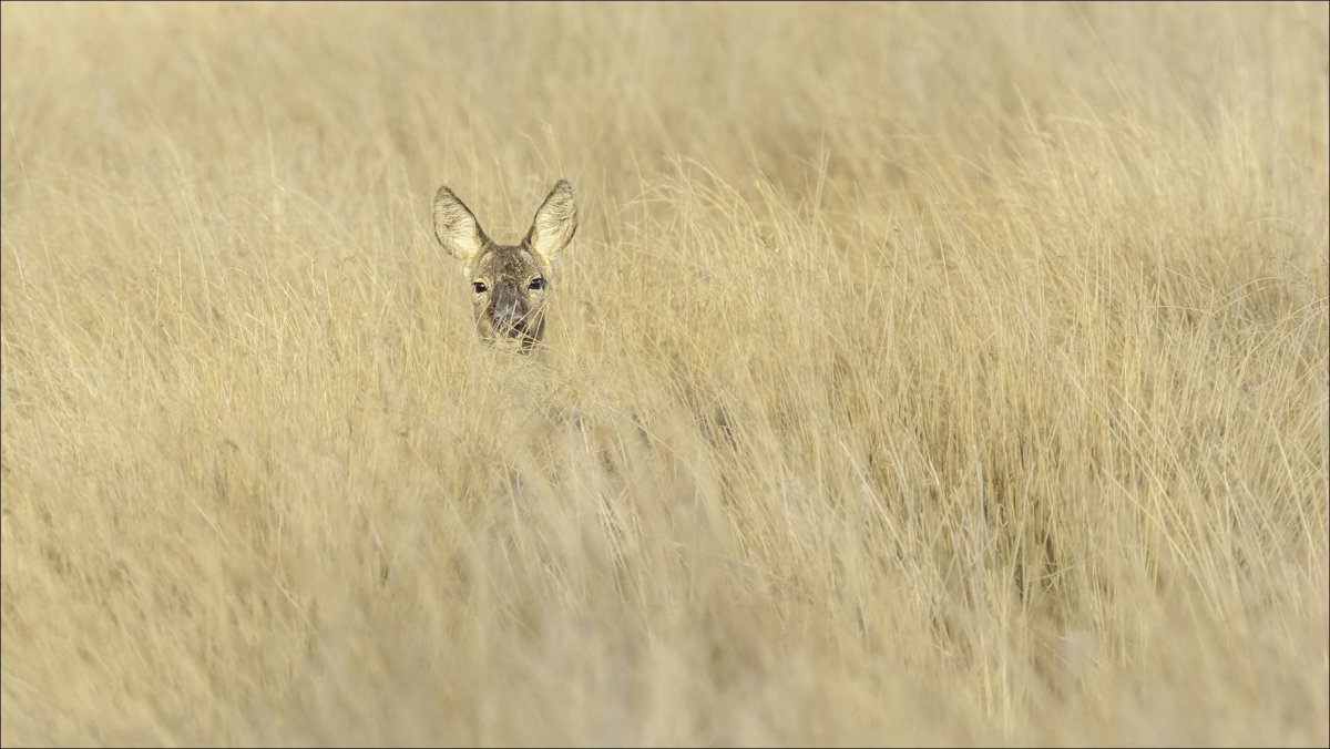 Животные степей саванн и прерий