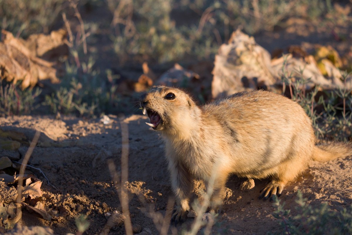 Суслик Крымский