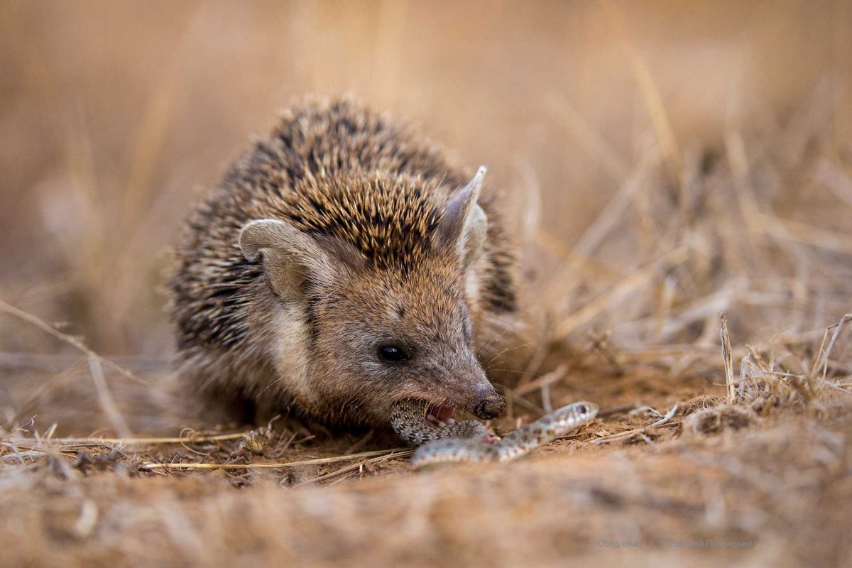 Даурский ёж Ушастый ёж