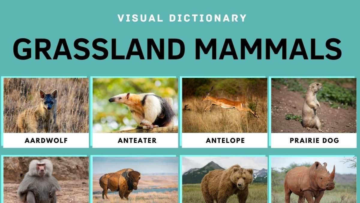 What animals Live in grassland