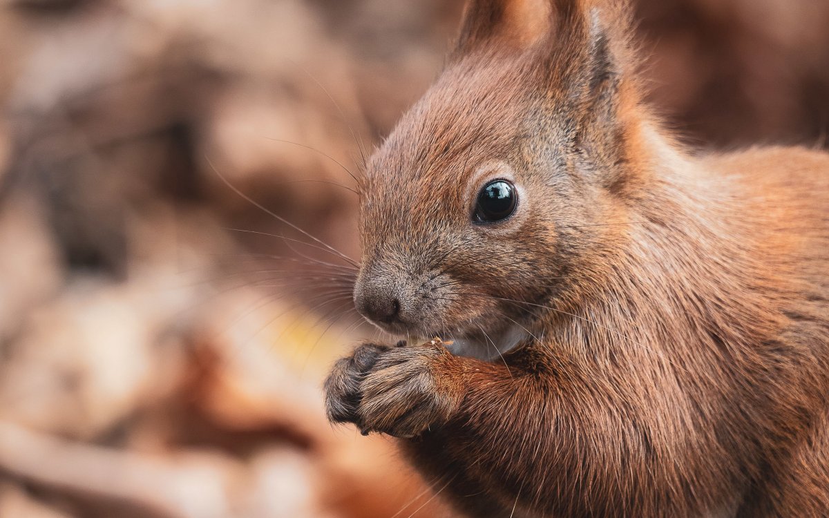 Белка с орехами в капоте