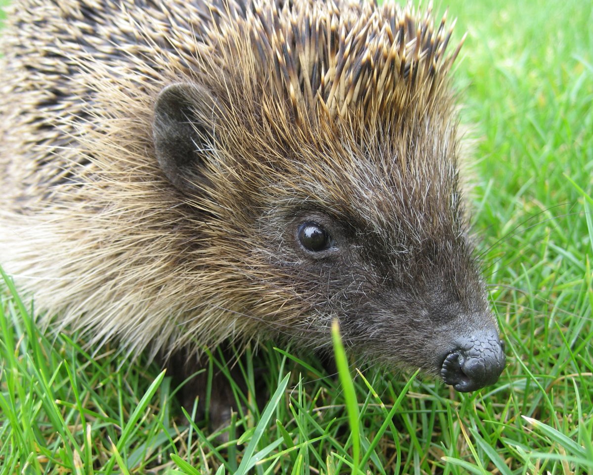 Всеядные животные