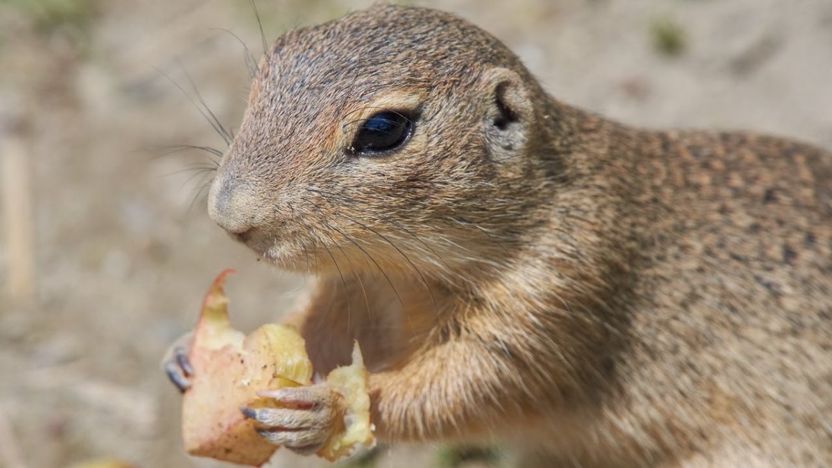 Реликтовый суслик