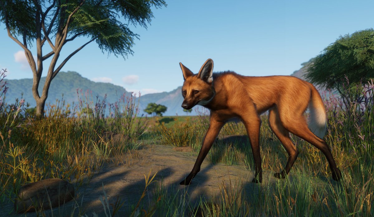 Maned Wolf