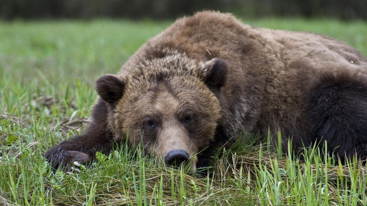 Медведь всеядный