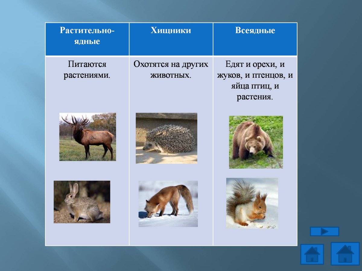 Всеядные животные таблица