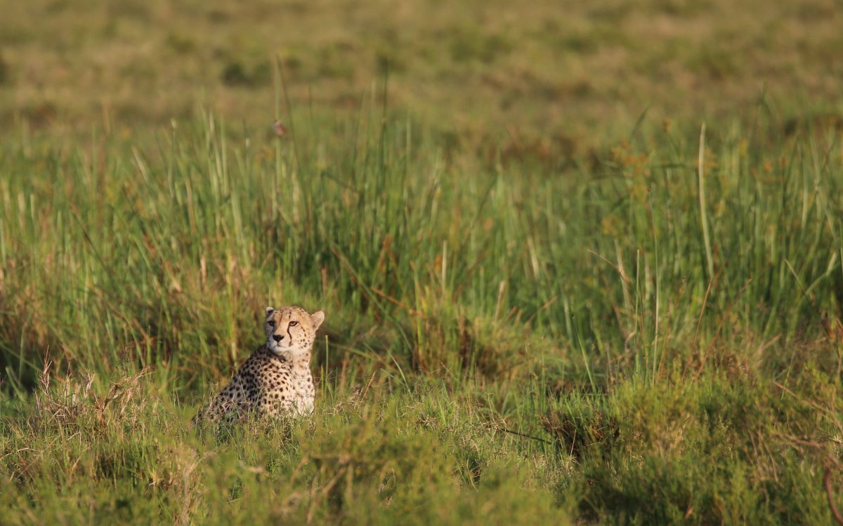 Африканская Саванна