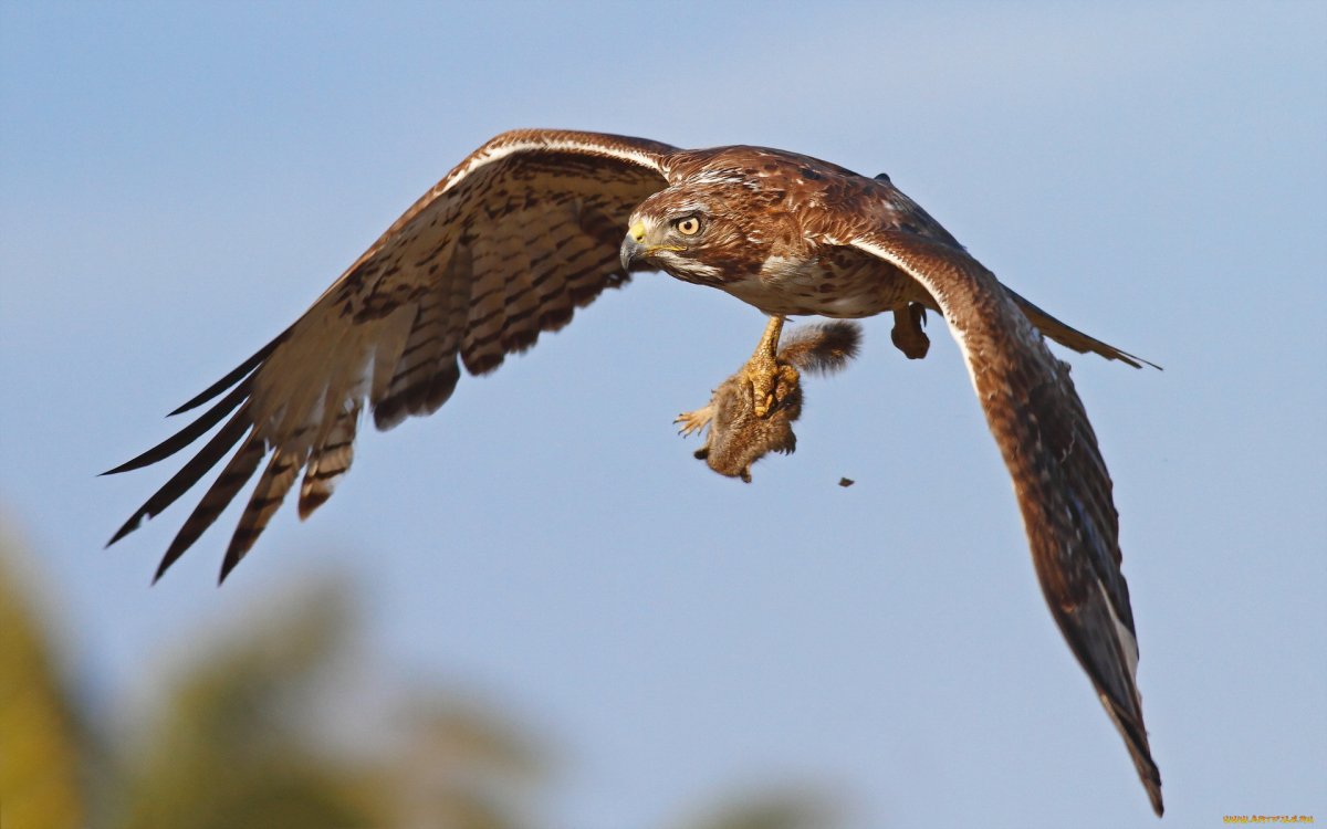 Степной Беркут